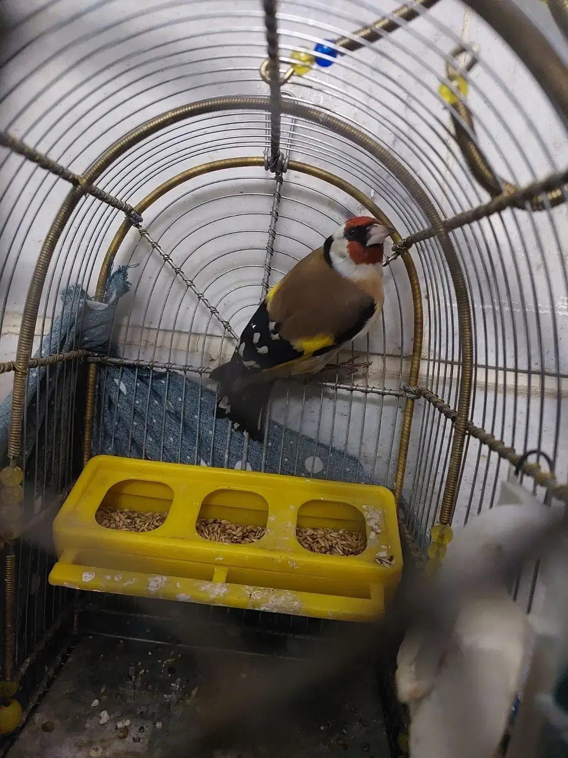 سهره نر|پرنده|مشکیندشت, |دیوار