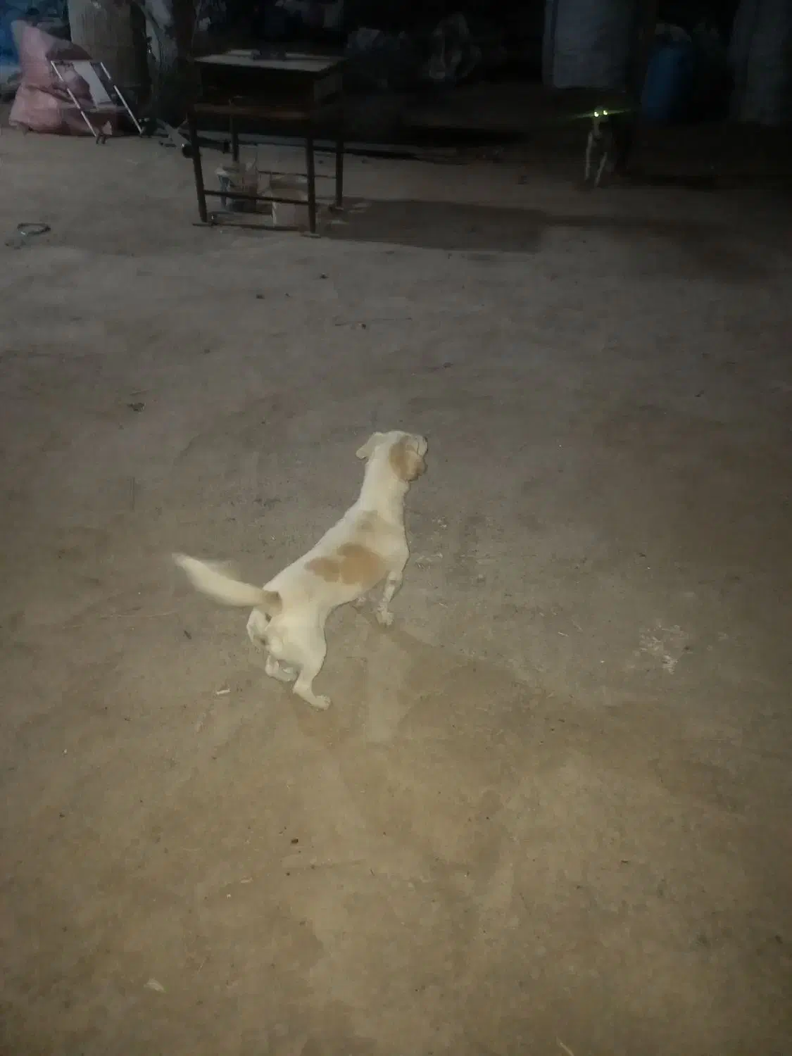 واگذاری سگ|سگ|هشتگرد, شهرک افشاریه|دیوار