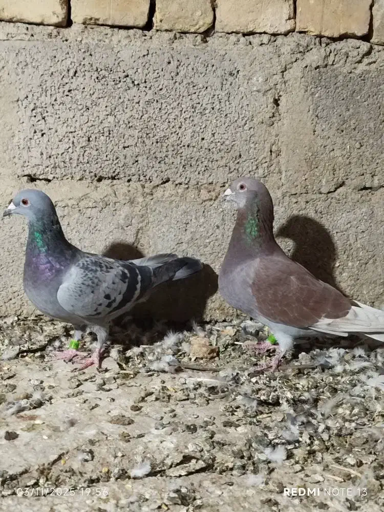 کبوتر مسافتی|پرنده|سیب و سوران, |دیوار