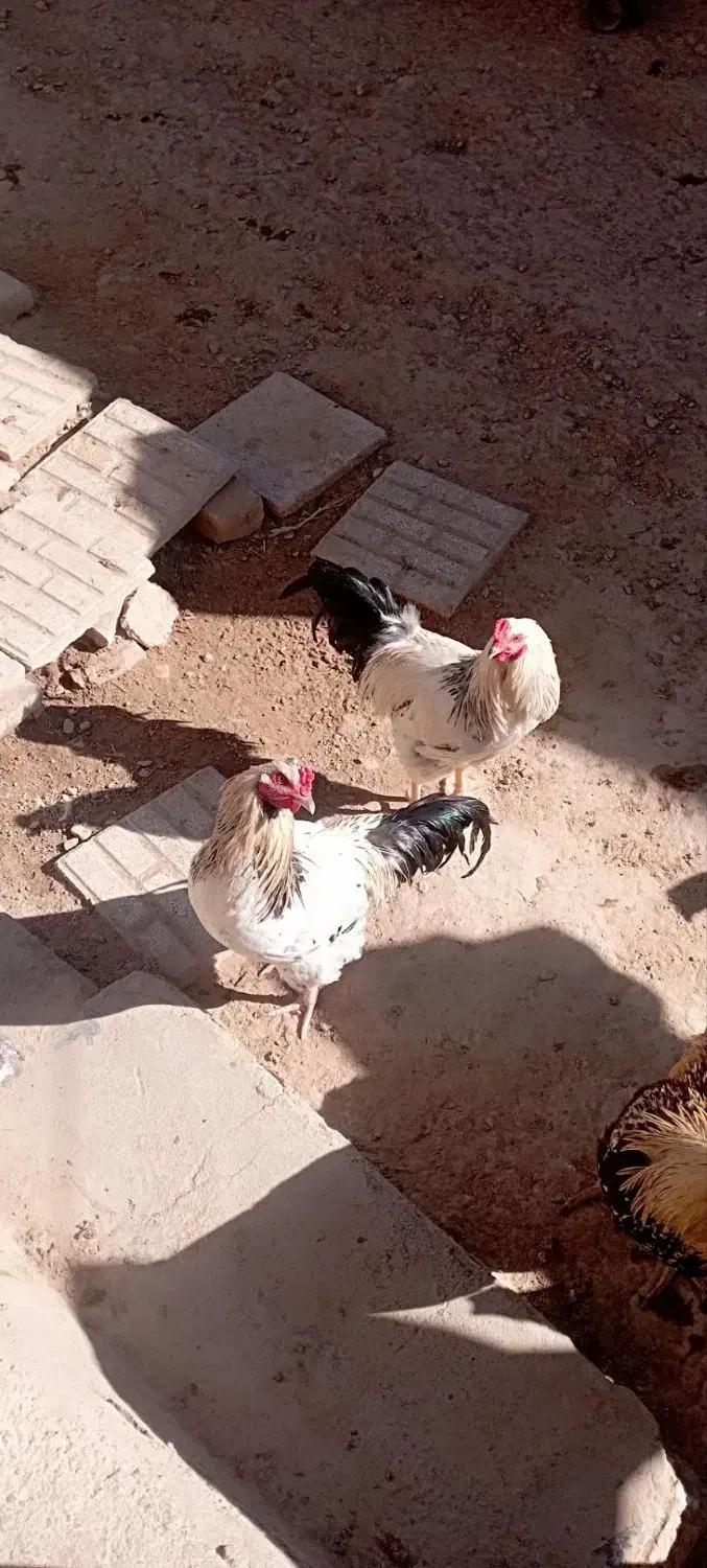 خروس|حیوانات مزرعه|قوچان, |دیوار