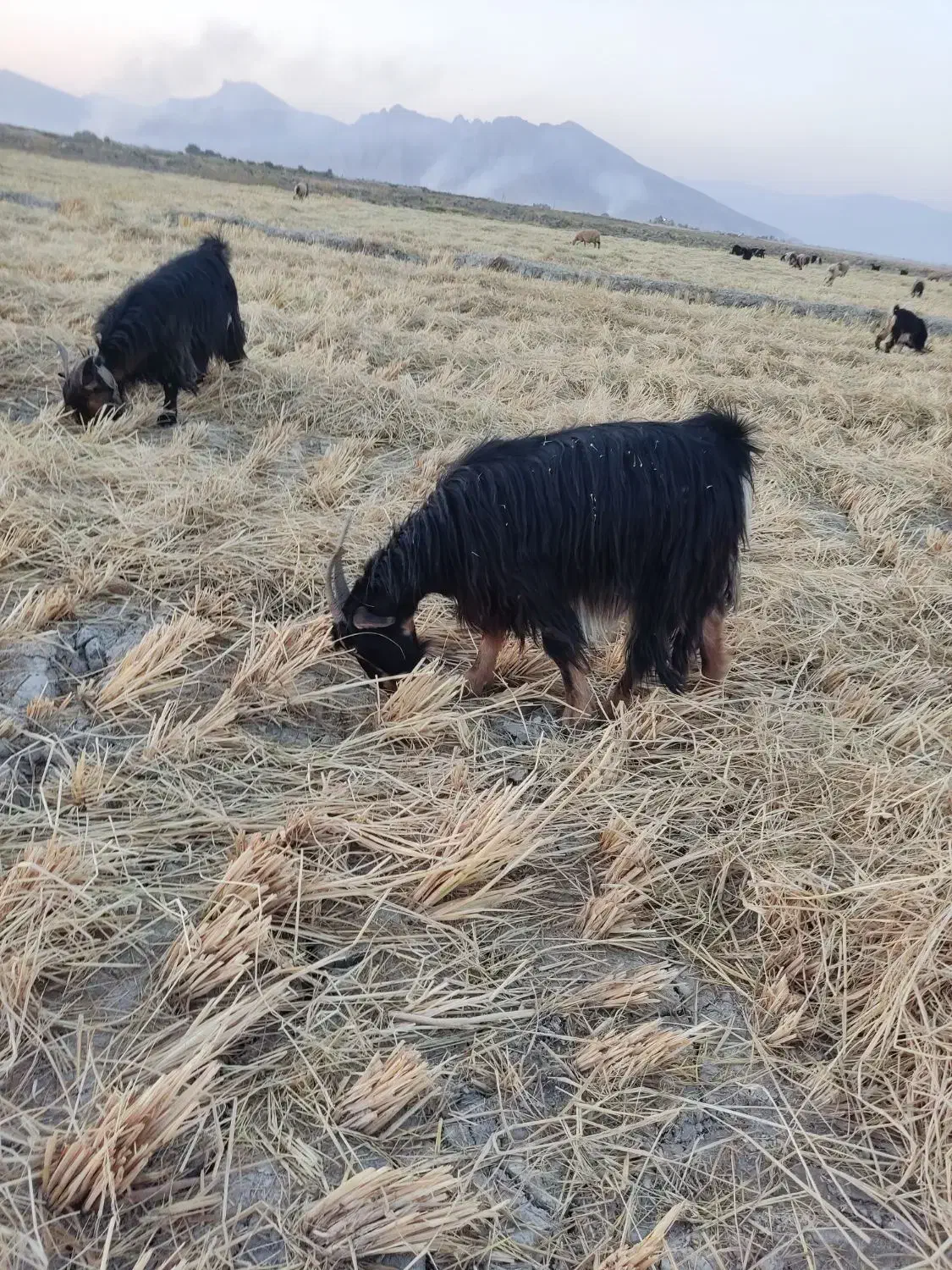 چبش|حیوانات مزرعه|مرودشت, ژیان|دیوار