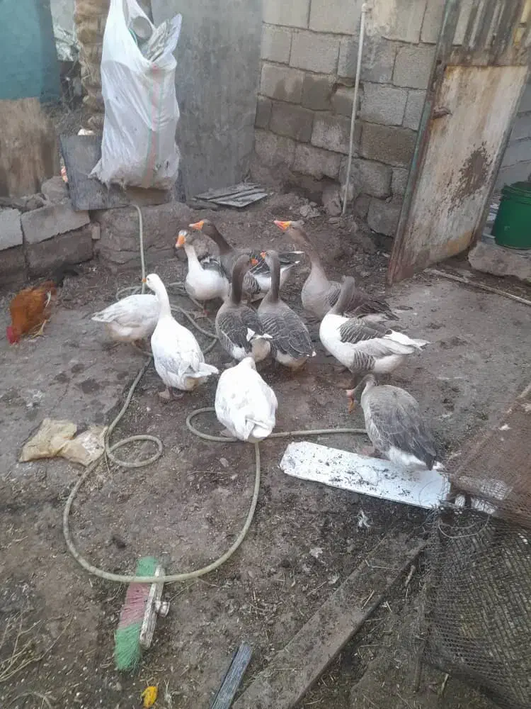 سلام ده عددهستن|حیوانات مزرعه|شادگان, |دیوار