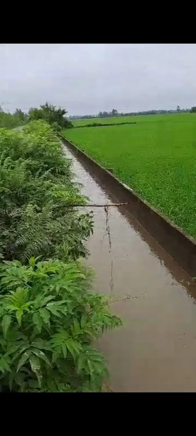 زمین کشاورزی رشت|فروش دفتر صنعتی، کشاورزی، تجاری|تولم شهر, |دیوار