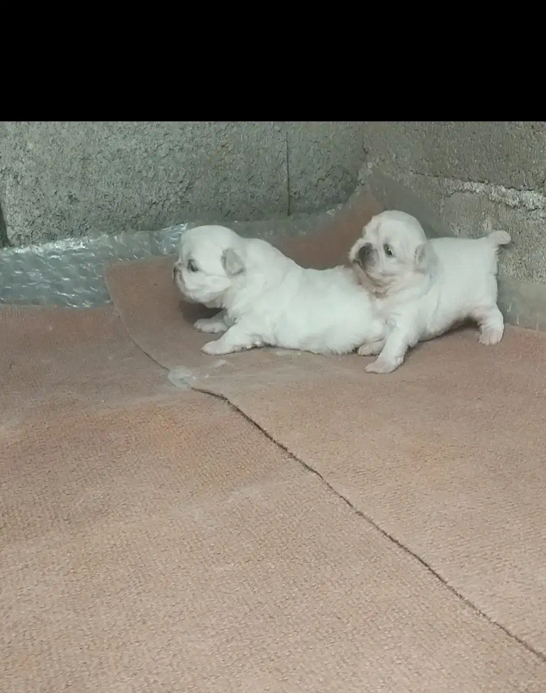 سگ پیکینیز امپریال اصیل|سگ|چابکسر, |دیوار