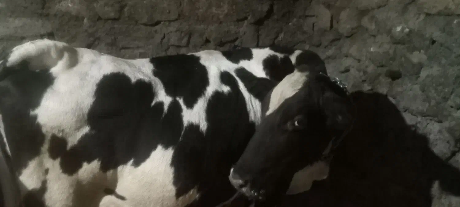 گاو فول گوشت|حیوانات مزرعه|سارال, |دیوار