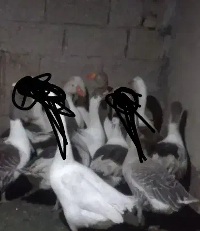 پرنده اردک|حیوانات مزرعه|سوسنگرد, |دیوار