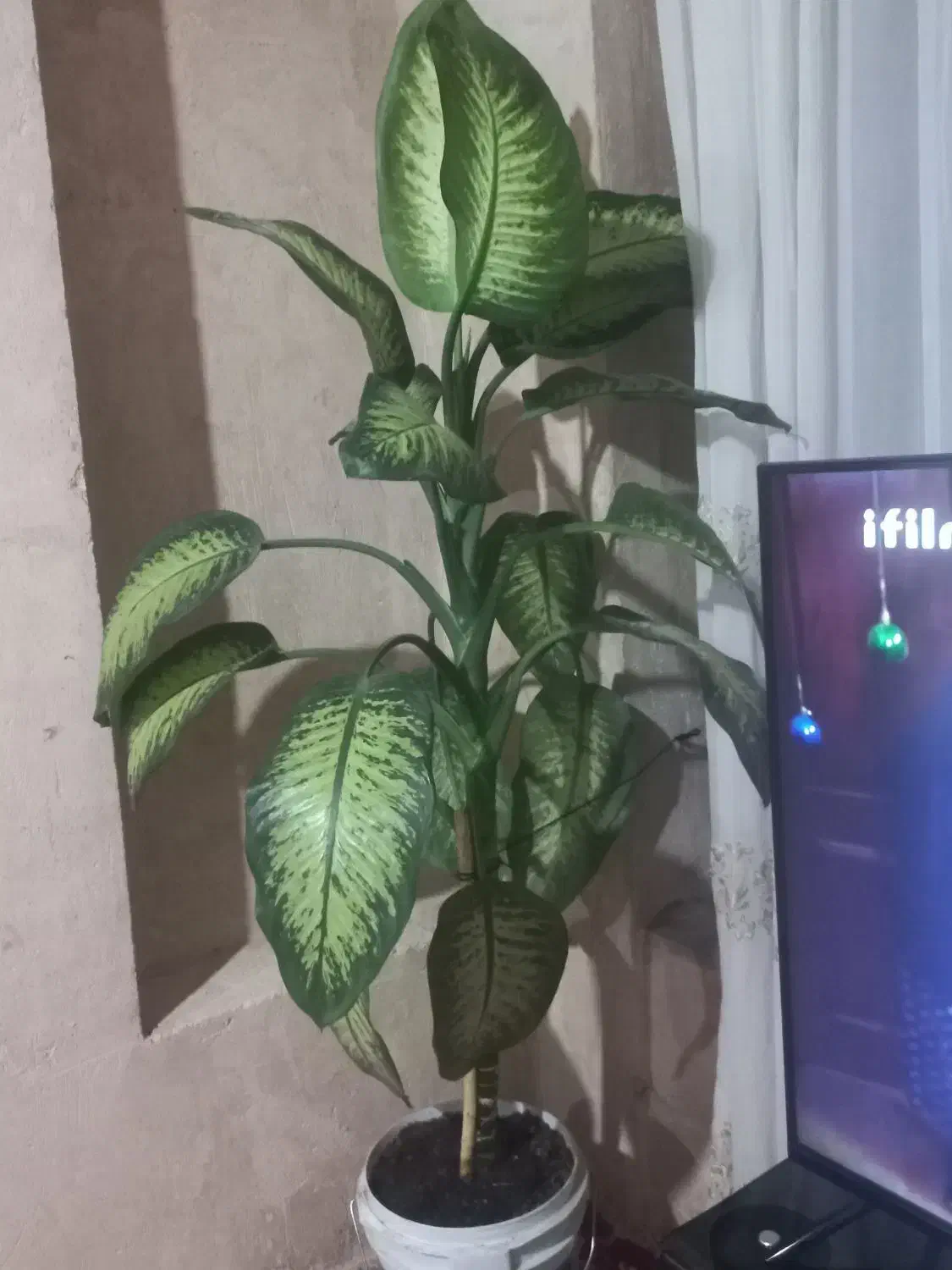 گل آپرتمانی|گل و گیاه طبیعی|ایوان, |دیوار