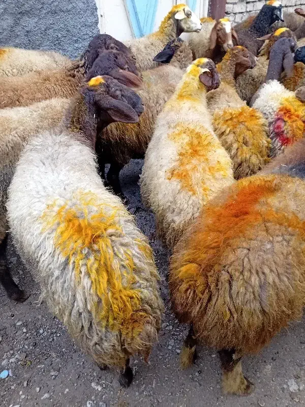 43راس گوسفندمیش با بره|حیوانات مزرعه|کلیائی, |دیوار