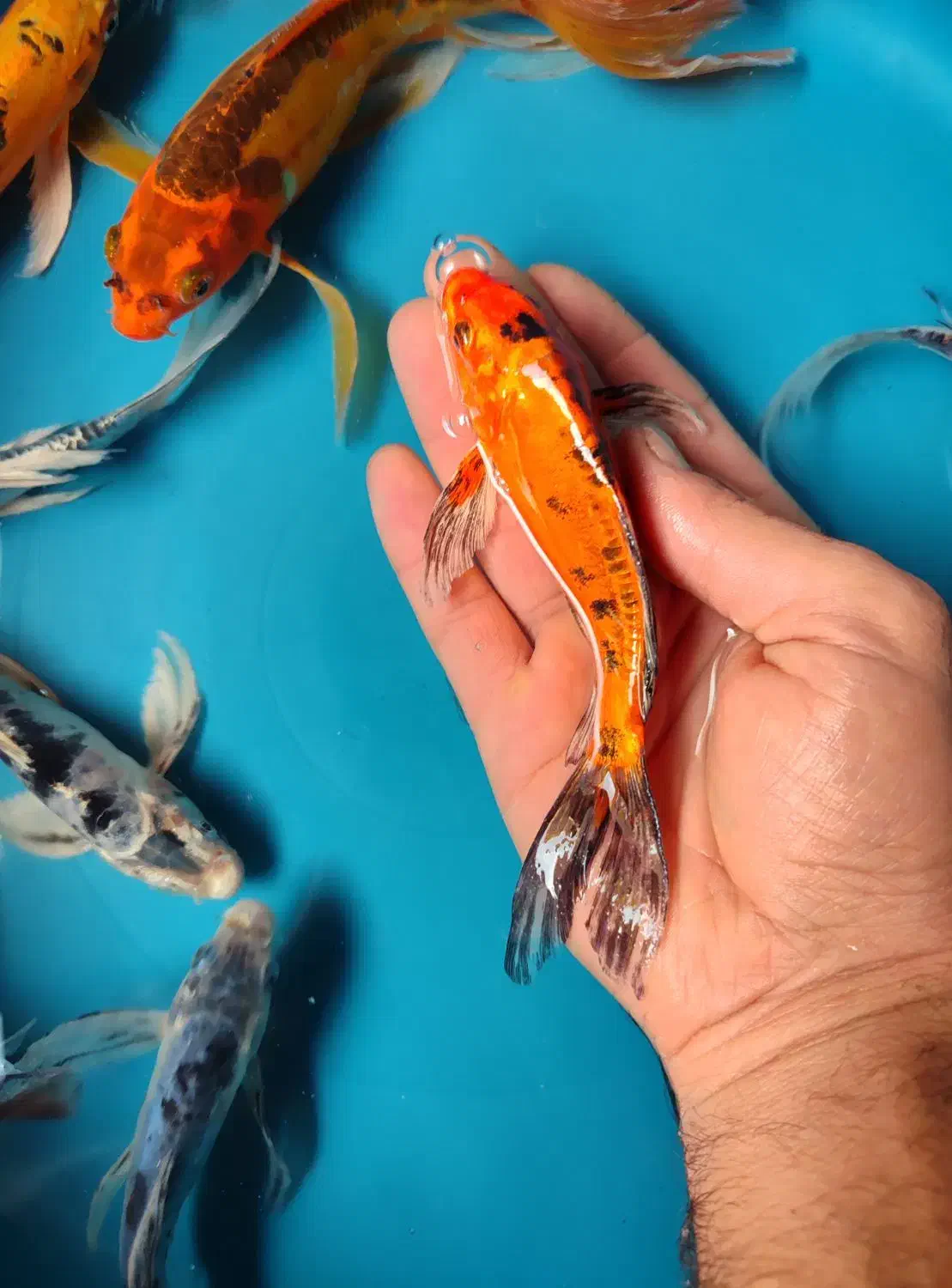 9عدد ماهی کوی سوپر باله|ماهی|خمینیشهر, |دیوار