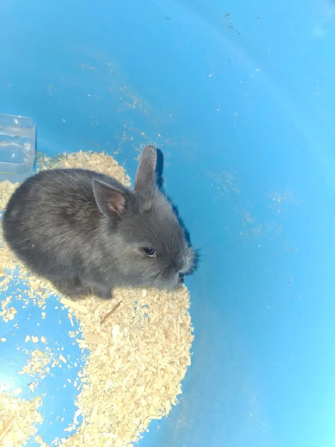 خرگوش لوپ مینیاتوری|موش و خرگوش|اراک, |دیوار