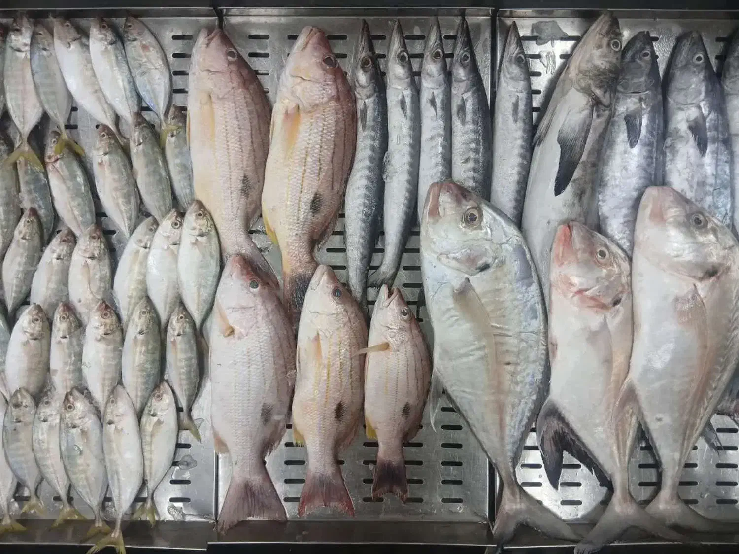 ماهی ۱۳۹ تومان|خوردنی و آشامیدنی|قم, در بهشت|دیوار