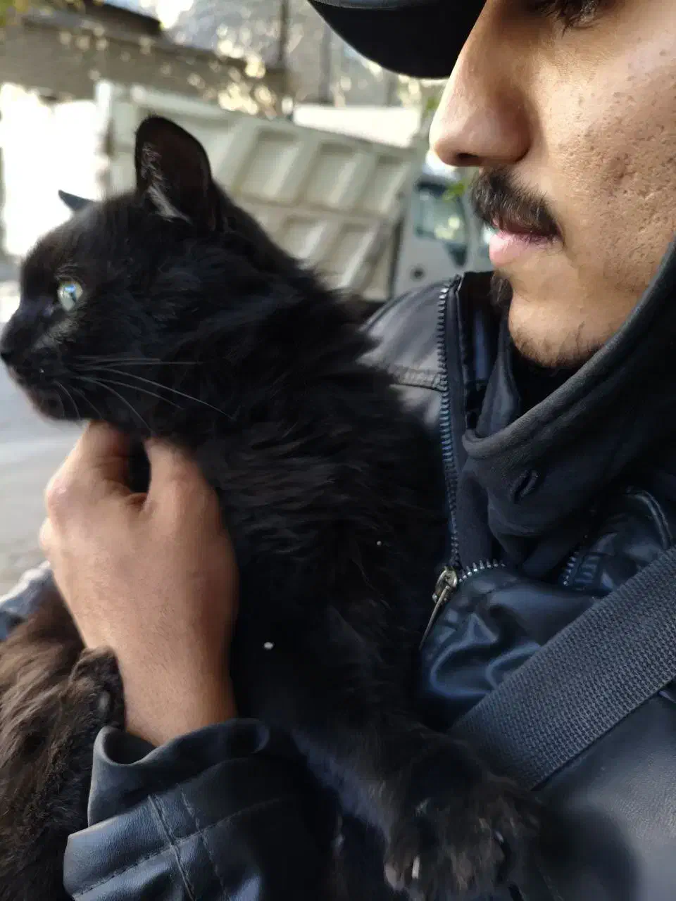 واگذاری کاملا رایگان گربه دوساله|گربه|مرند, |دیوار