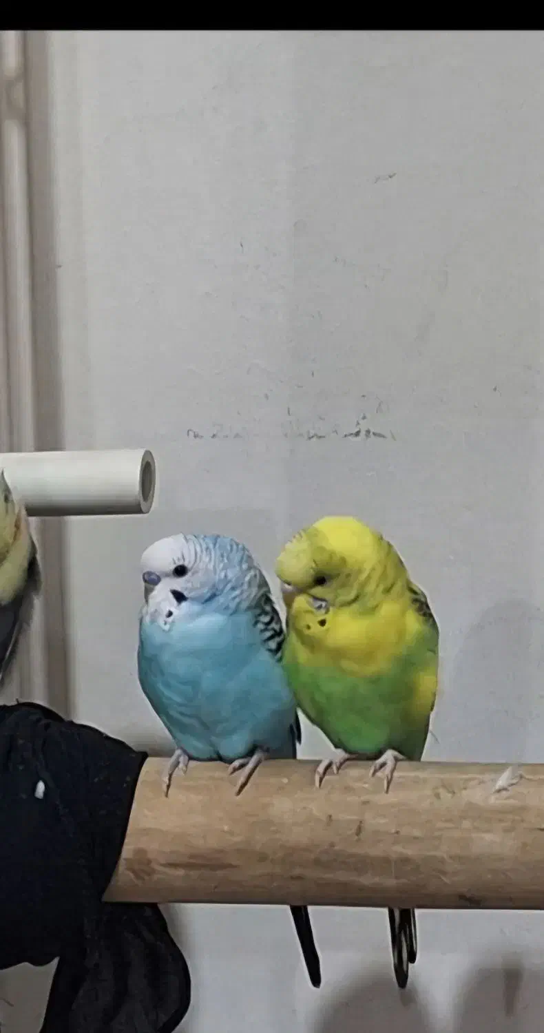 مرغ عشق|پرنده|محمدشهر, جعفرآباد|دیوار