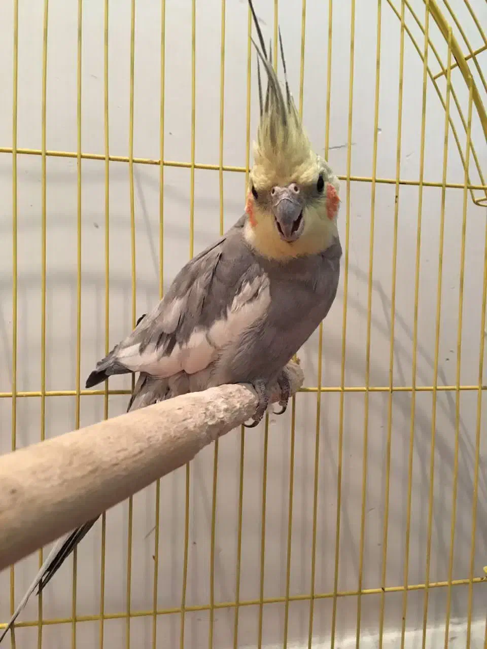 عروس سالم سرحال دستی متوسط دوکلمه حرف میزنه با قفس|پرنده|خوانسار, |دیوار