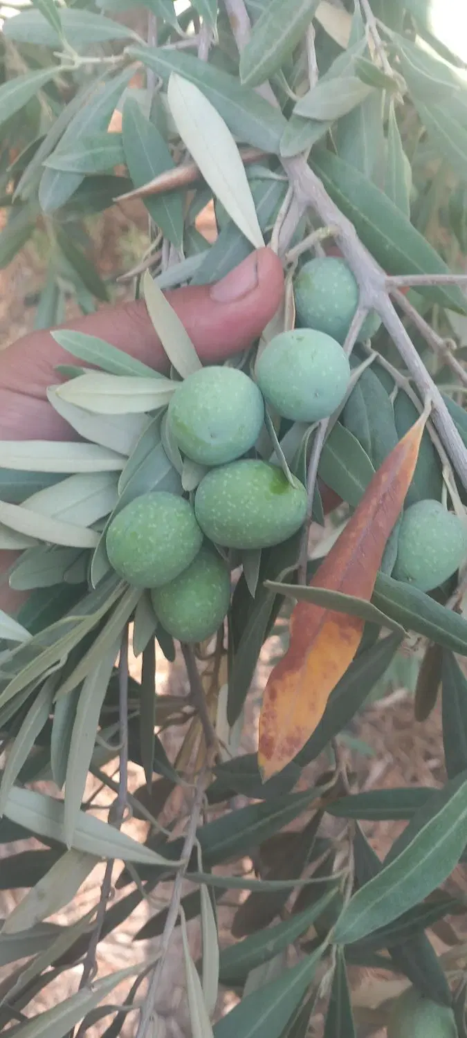 زیتون کنسروالیا سبز|خوردنی و آشامیدنی|شیراز, شاپورجان|دیوار