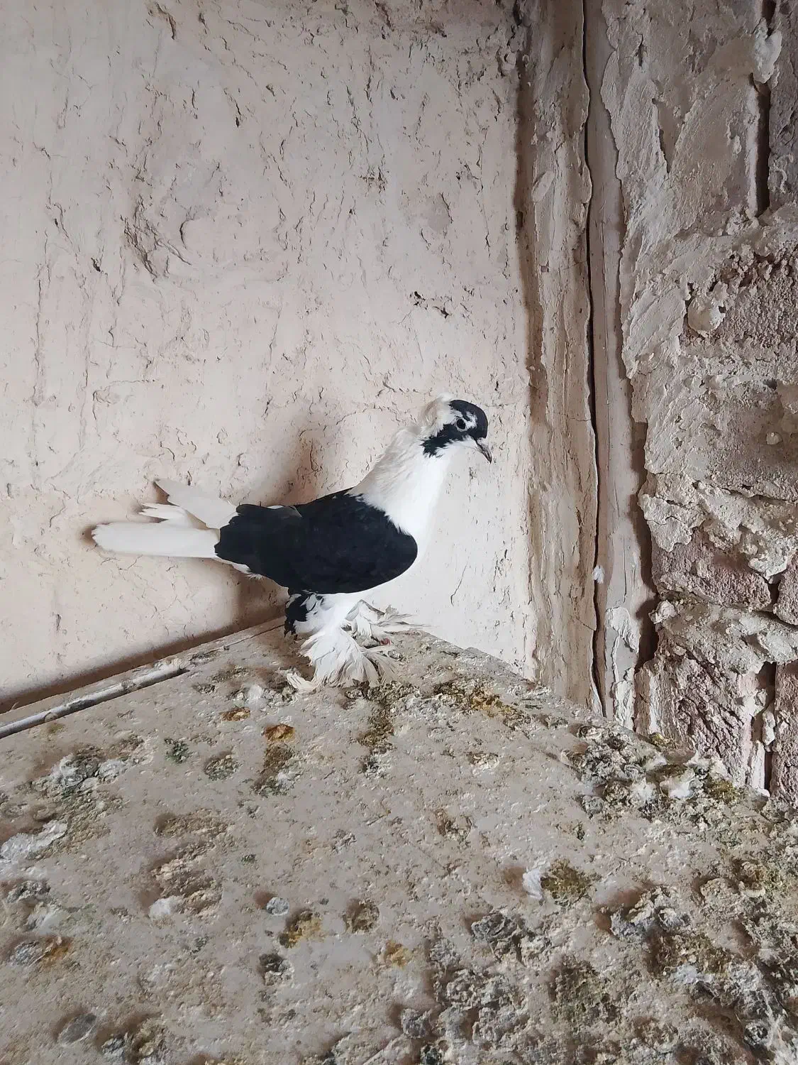 کبوتر|پرنده|تبریز, |دیوار