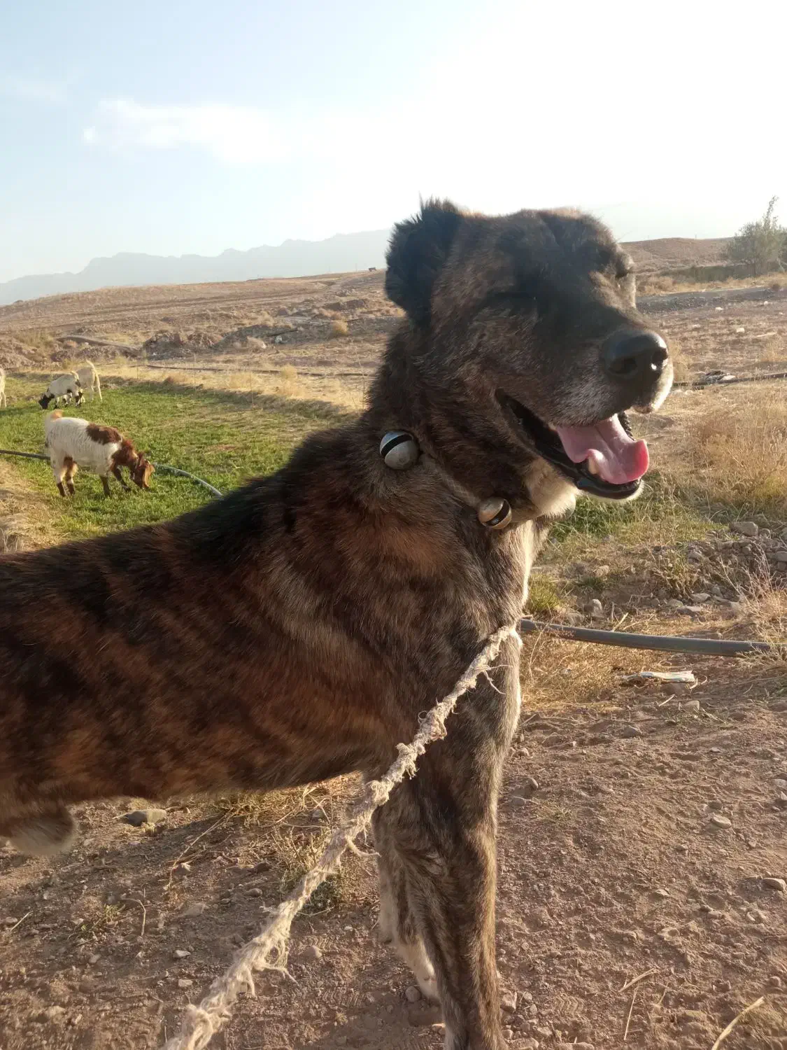 سگ نر دیونه|سگ|بالا ولایت, |دیوار