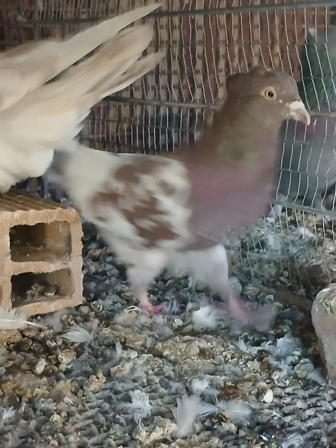 ۲عددکله|پرنده|بم, |دیوار