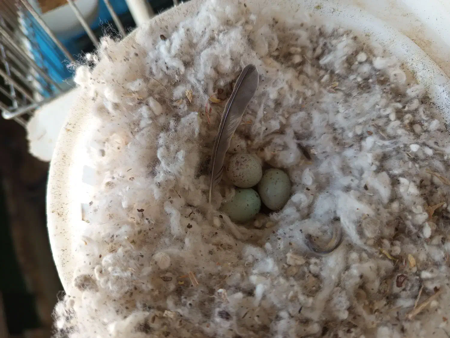 قناری مولد سبز|پرنده|محمدیه-قزوین, |دیوار