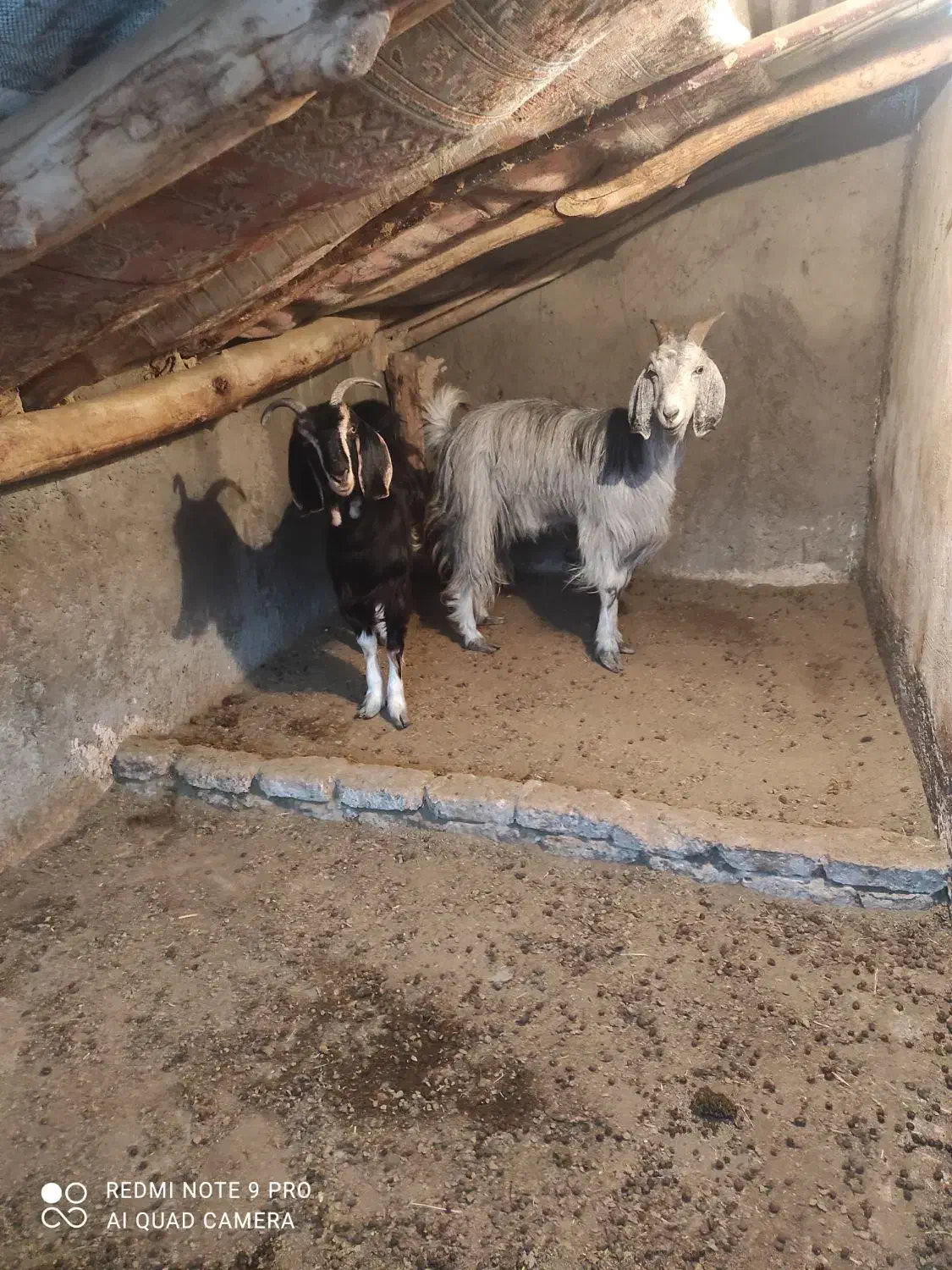 بز و بزغاله|حیوانات مزرعه|فلاورجان, |دیوار