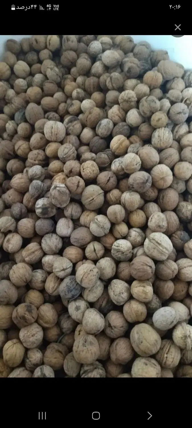 گردو|خوردنی و آشامیدنی|تویسرکان, |دیوار