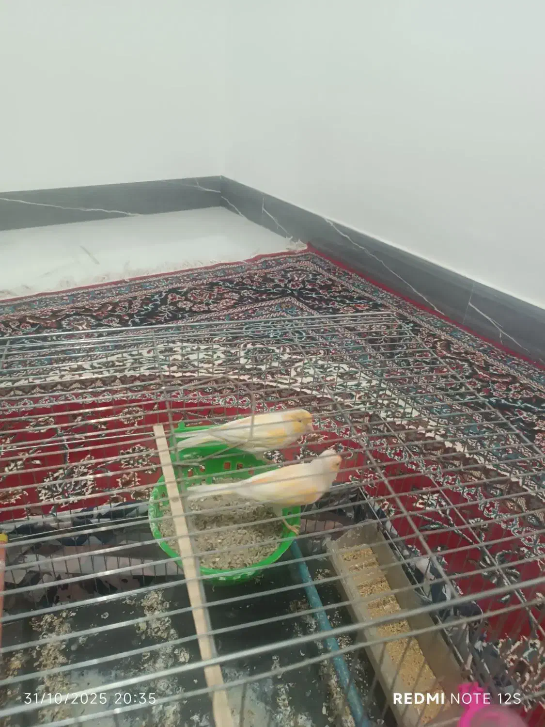 یک جفت قناری مولد|پرنده|شیروان (لرستان), |دیوار