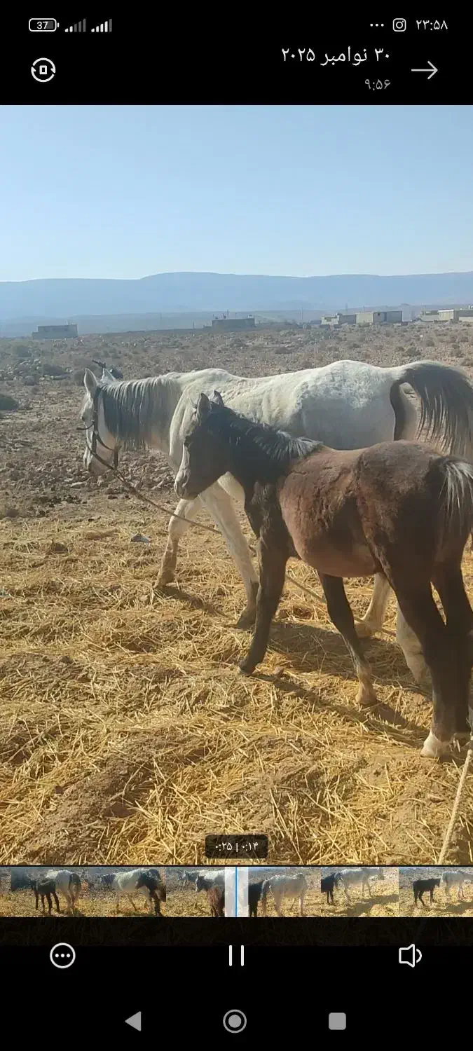 اسب کرد|اسب و تجهیزات اسبسواری|جنت, |دیوار