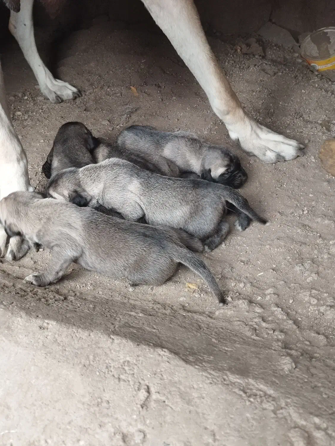 توله ماده سرابی|سگ|سراب, |دیوار