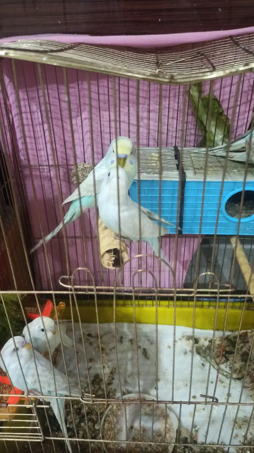 مرغ عشق دونه ای 150|پرنده|مشهد, میعاد (شهرک غرب)|دیوار