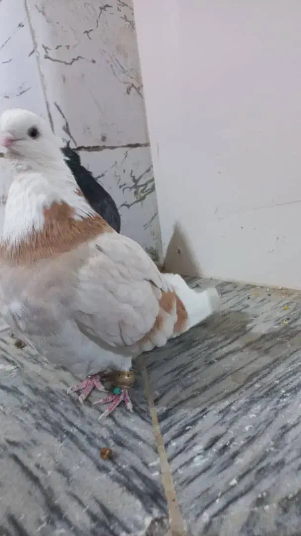 جفت کبوتر شازده زرد وسیاه عتیقه|پرنده|همدان, |دیوار