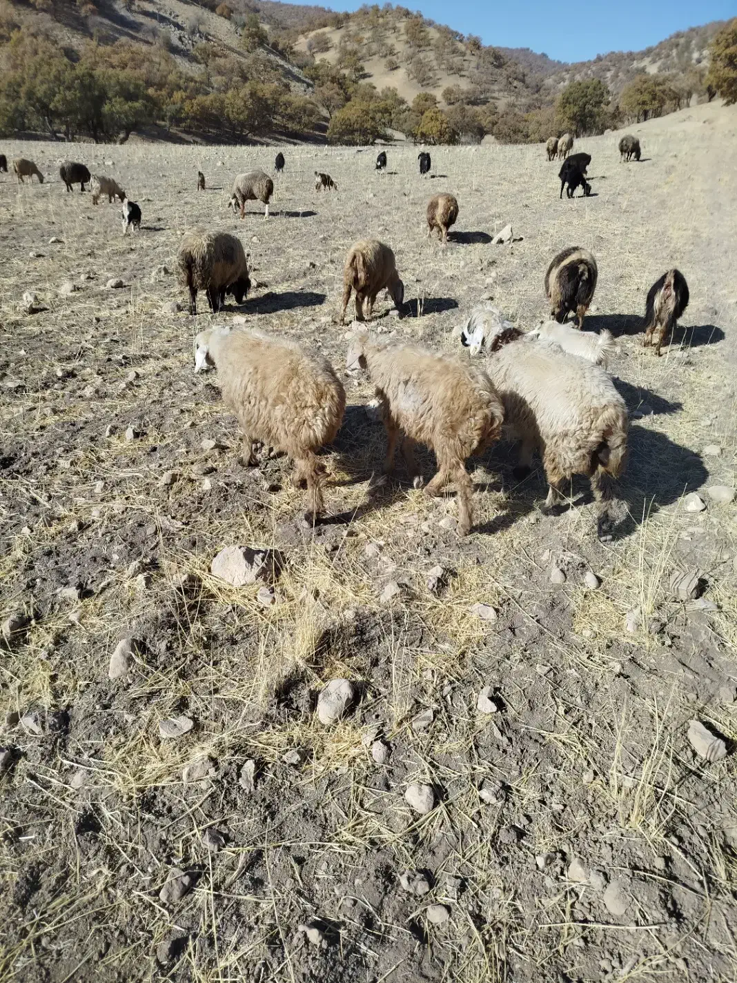 میش جوان داشتی|حیوانات مزرعه|چیتاب, |دیوار