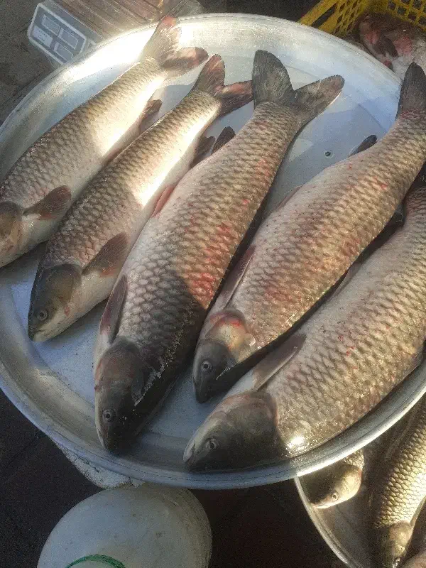 آمور|ماهی|صومعه‌سرا, |دیوار