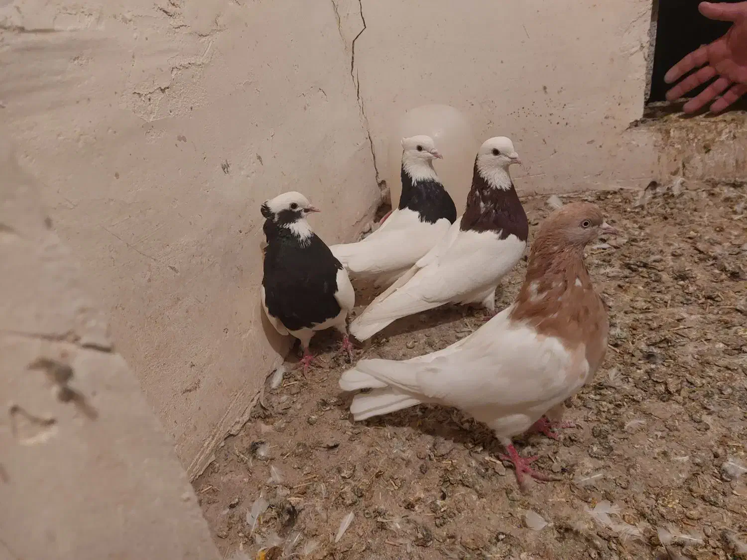 سلام کبوتر ها همش سالمند واکسن خورده|پرنده|ملکان, |دیوار