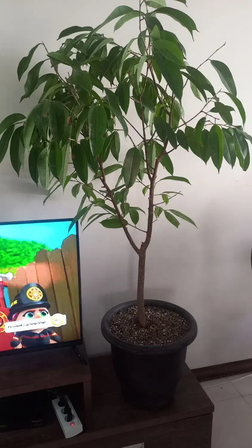 گل آپارتمانی  آمستل|گل مصنوعی|مشهد, نوید|دیوار