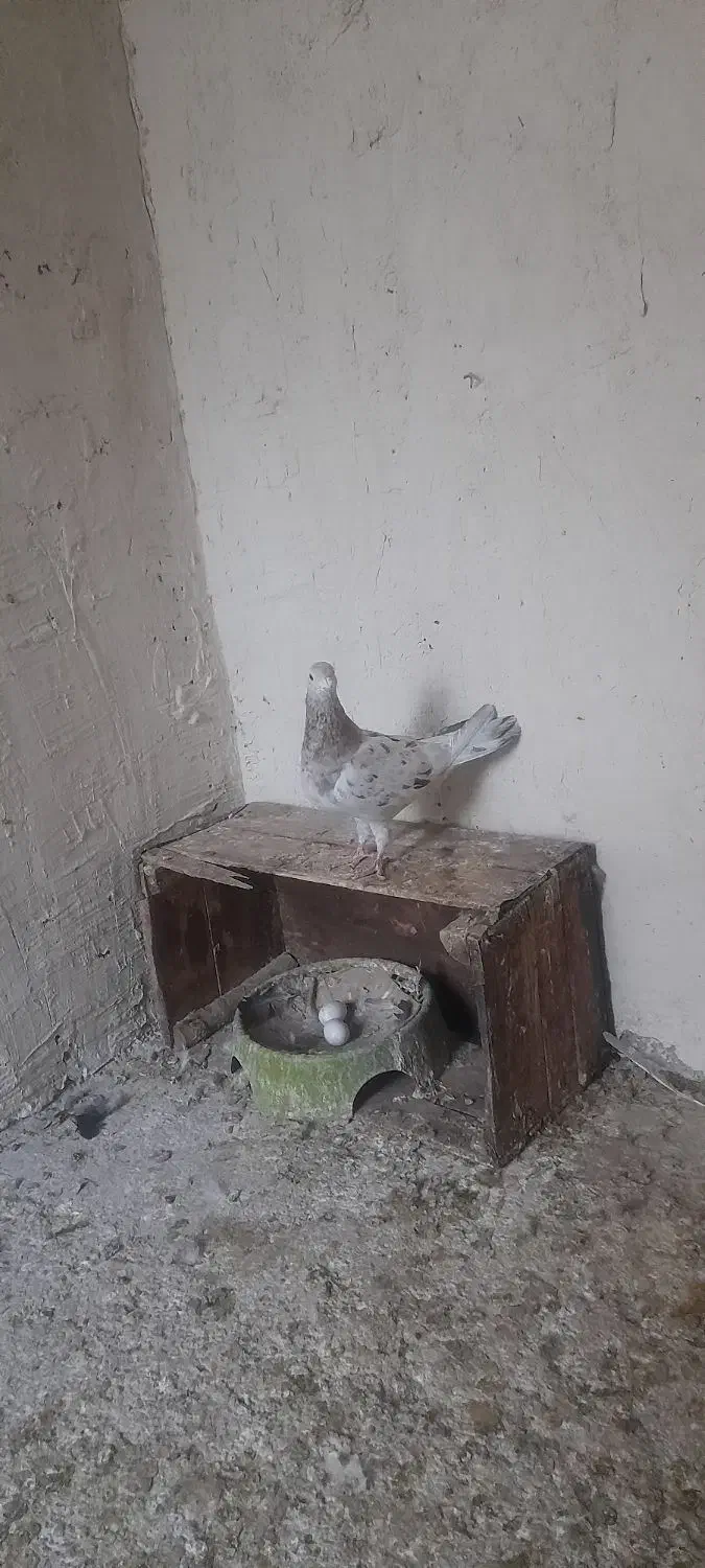 کفتر دورگ|پرنده|خرمشهر, |دیوار