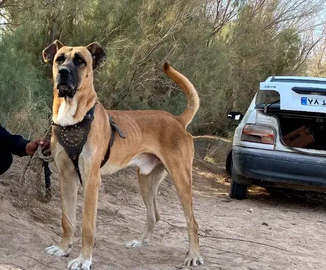 سگ های گارد و نگهبان|سگ|یزد, |دیوار