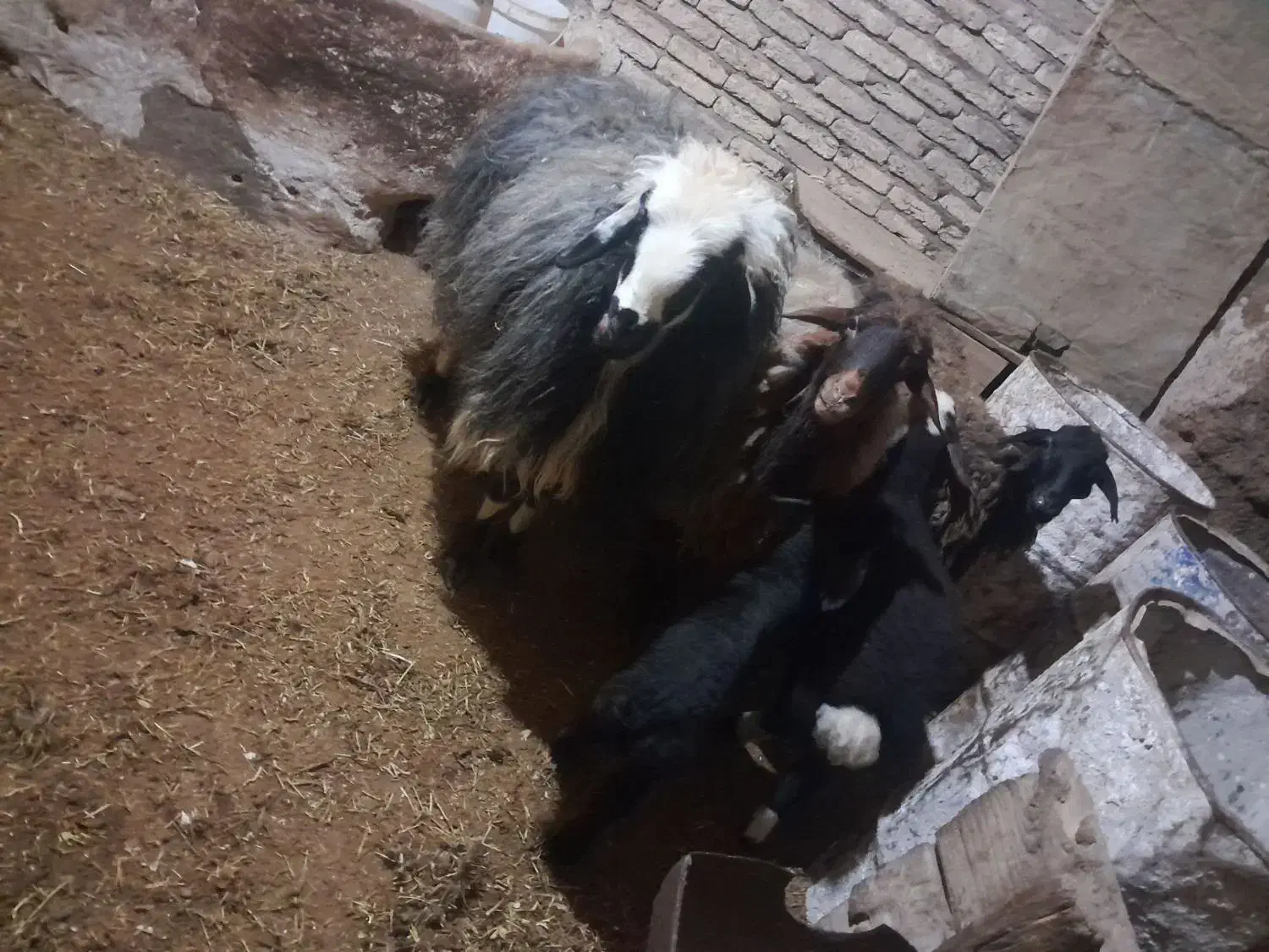 میش|حیوانات مزرعه|لاران, |دیوار