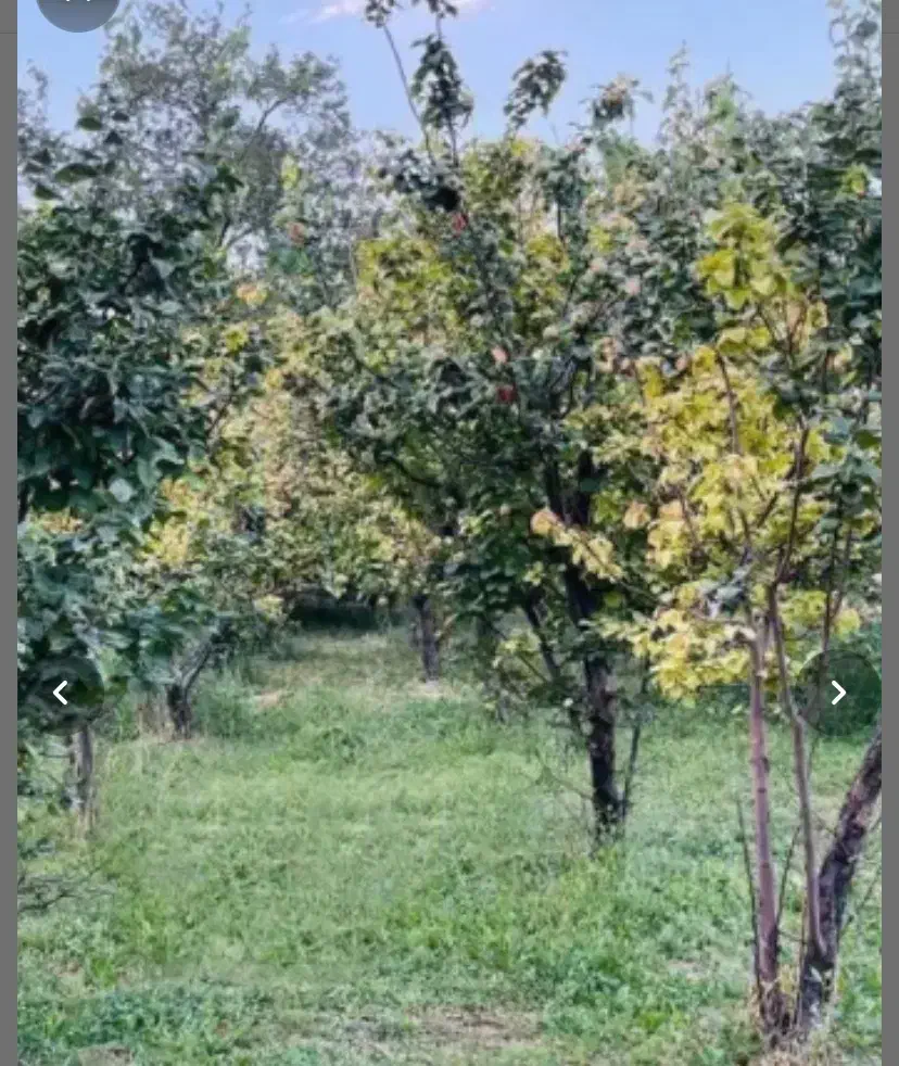 زمین باغ در روستای با صفای تار جاده کشه|فروش زمین و ملک کلنگی|نطنز, |دیوار