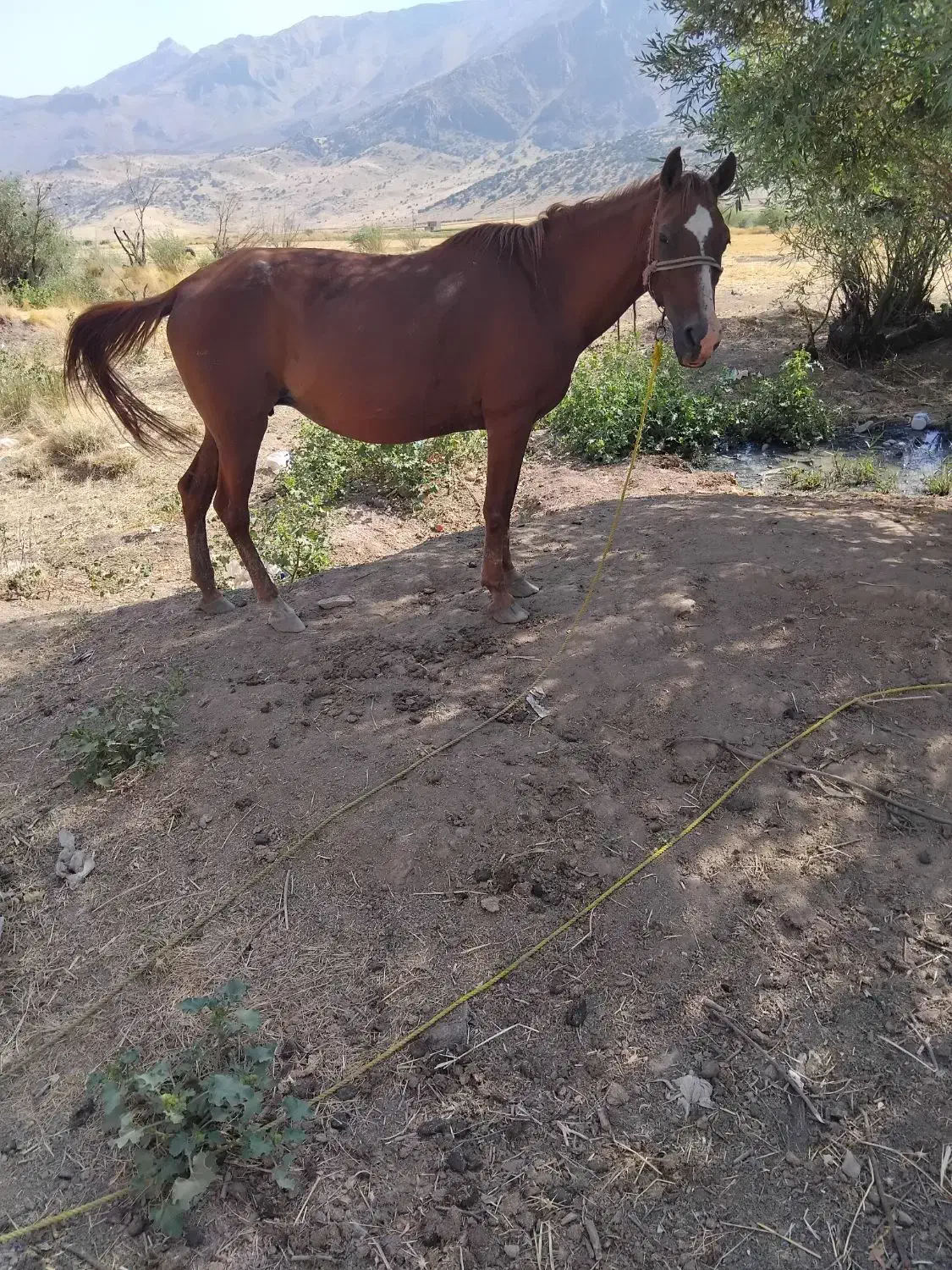 اسب مادیان|اسب و تجهیزات اسب‌سواری|بیلوار, |دیوار