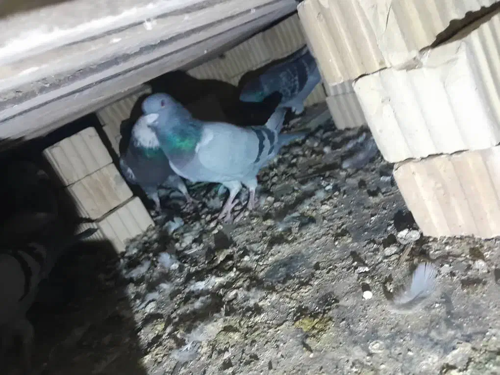 کفتر پلاکی|پرنده|کوه چنار, |دیوار