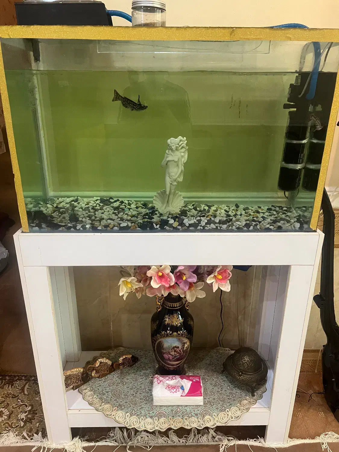 آکواریوم ماهی|ماهی|بندر کنگان, |دیوار