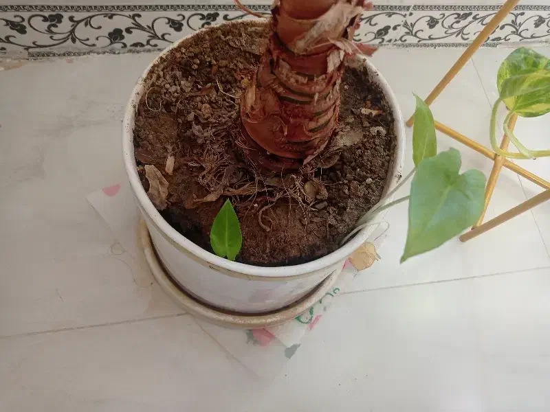 گل باباآدم(فوری)|گل و گیاه طبیعی|صحنه, |دیوار