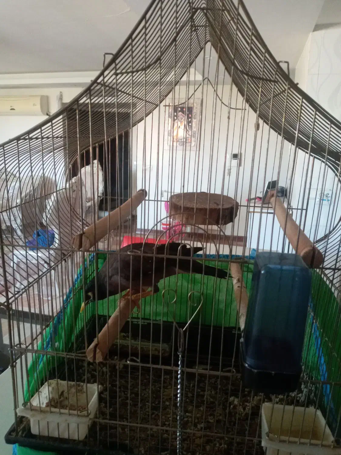 مینا|پرنده|شاهین‌شهر, طالقانی|دیوار