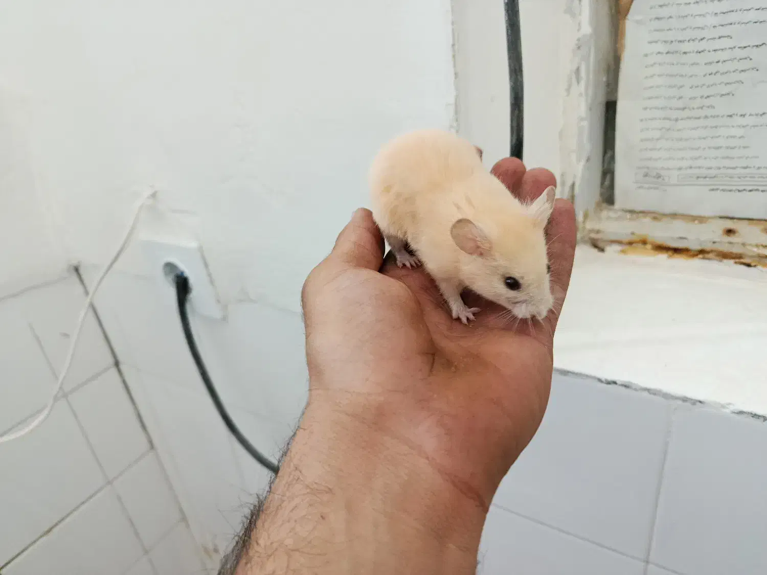 همستر|موش و خرگوش|بافق, |دیوار