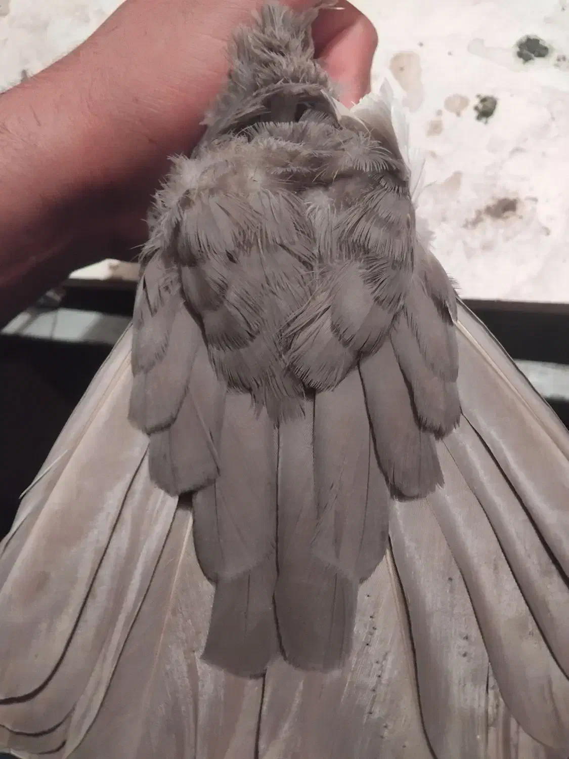 کبوتر. معاوضه با دمب سفید|پرنده|مرودشت, بیست متری بیمارستان|دیوار