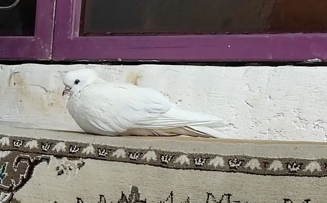کبوتر گمشده|حیوانات|قم, عمار یاسر|دیوار