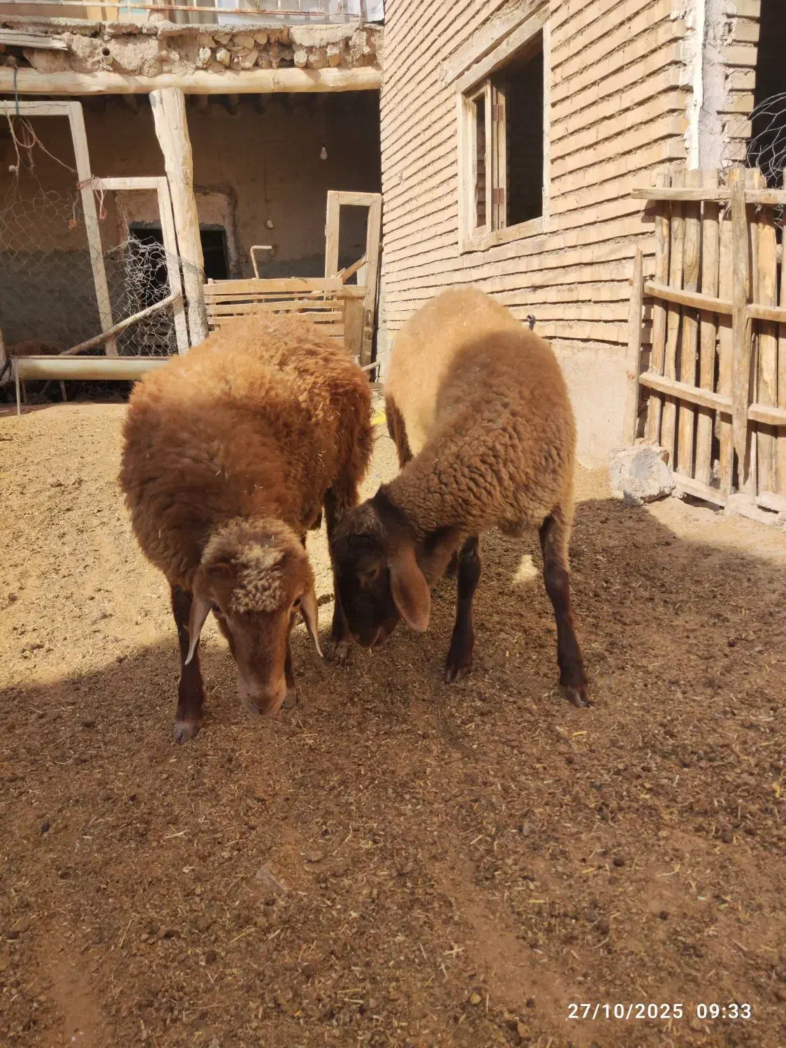 قوچ و بره قوچ همو و هترو|حیوانات مزرعه|بجنورد, |دیوار