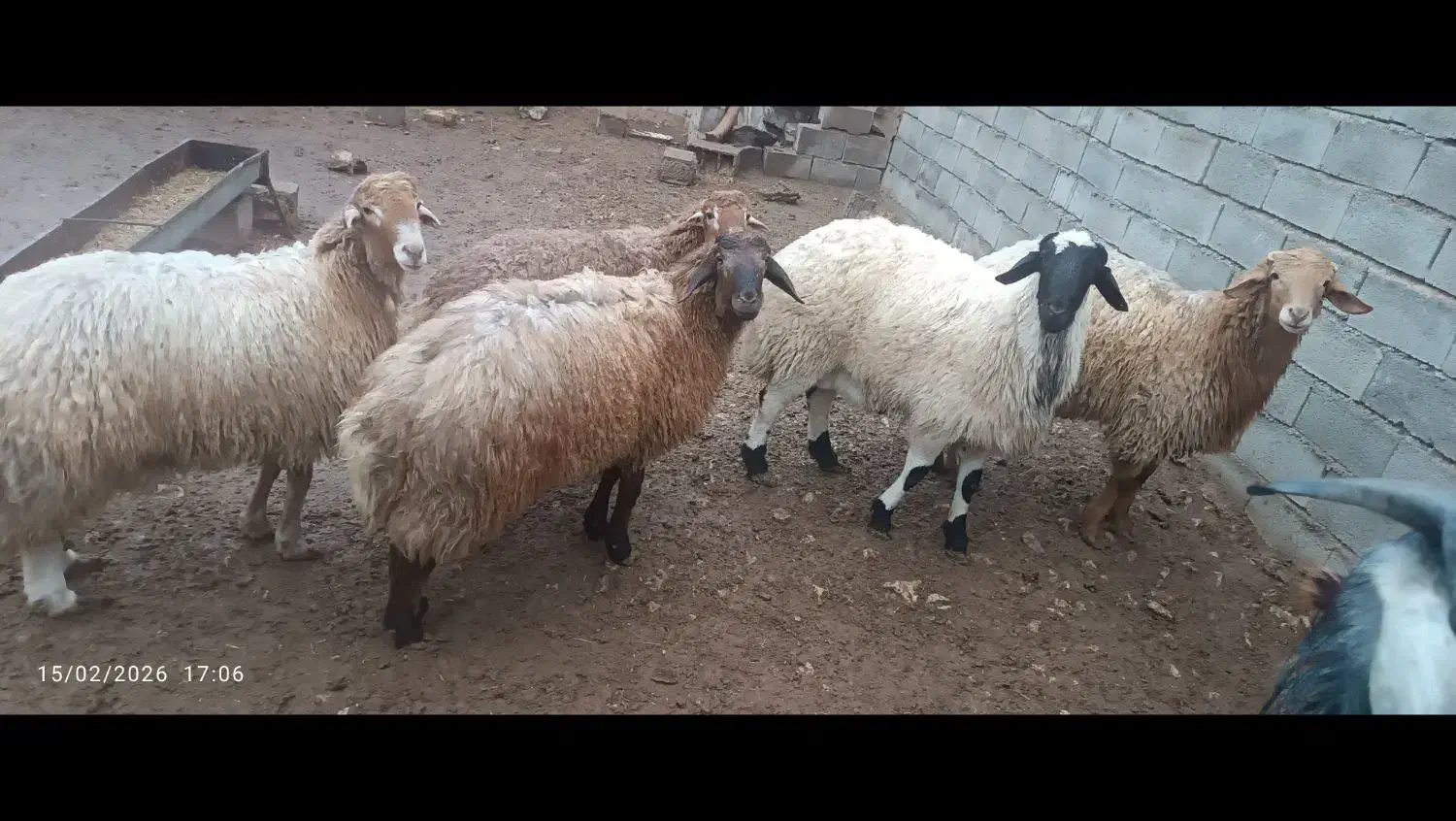 بره نر چاق|حیوانات مزرعه|جلگه شوقان, |دیوار