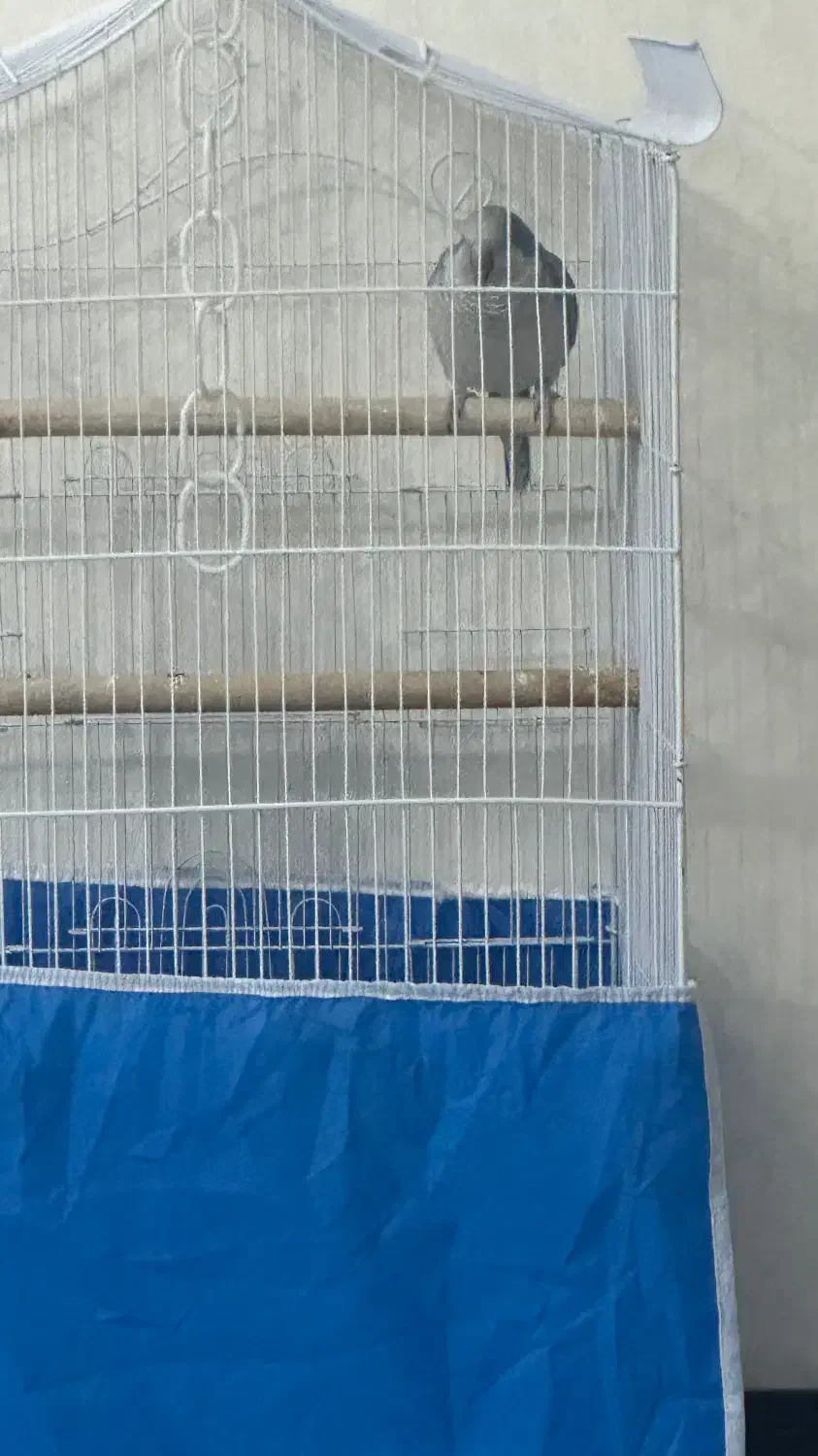 طوطی راهب ابی|پرنده|اصفهان, مهدی آباد|دیوار