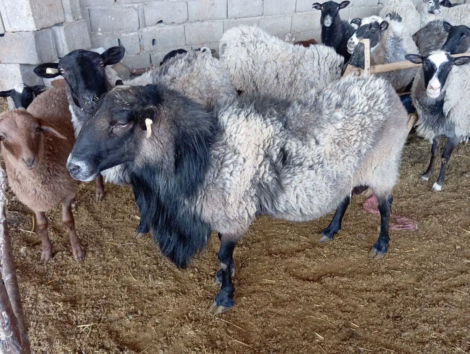 قوچ رومانف|حیوانات مزرعه|رادکان, |دیوار